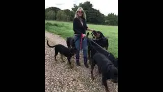 Mom taking 6 Rottweiler boys for a walk 😍