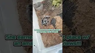 My #1 Most Popular Shorts Species: Costa Rican Zebra Knee (Aphonopelma Seemanni) #shorts #tarantula