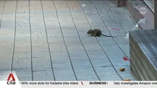 More than 1,000 fines and warnings issued for rat-related lapses in 2024
