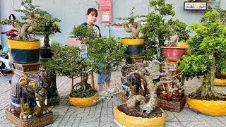 Dễ Mua 10/1 Bonsai Thúy An - Kim Quýt, Nguyệt Quế, Mai Chiếu Thủy, Đôn Voi, Lục Bình, Linh Sam