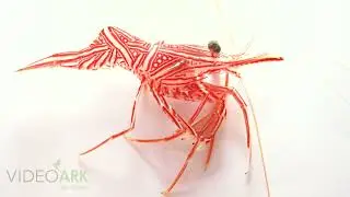 A Durban hingebeak shrimp (Rhynchocinetes durbanensis) at Blue Corner in Numazu, Japan.