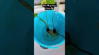 How to grow lotus 🪷 at home 🏡(seeds se )#12daysresult #lotus #lotusroot #waterleaf #goldenleaves #yt