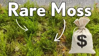 How To Grow Rare Aquarium Moss For Cheap!