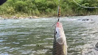 Hamro kola ko Golden Mahseer 🎣#trending #india #fishing #shortsviral #teestariver  #viralvideo 