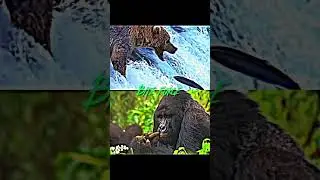 Grizzly bear vs gorilla #edit