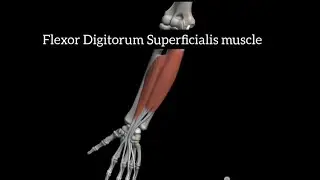 flexor digitorum superficialis muscle explained in detail #anatomy #3d #1styearmbbslectures