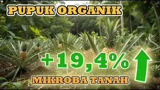 Panen Lebih Banyak dengan Pupuk Kimia Lebih Sedikit