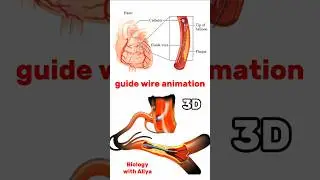 guide wire animation | #3d #short | Biology with Aliya