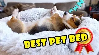 Bought Amazon's BEST Pet Bed for My Dog || Extra After College