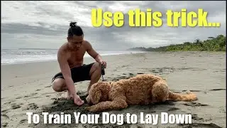 How to train your dog to lay down / Use this trick