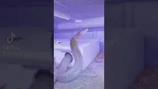 King Cobra killed me at Will Nace's place