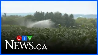 Farmers feel the pressure amid summer heatwave