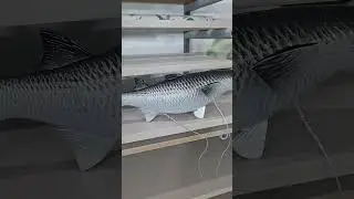 Mullet lure #Making a lure