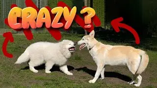 Playing Two Crazy Dogs + 1 | PART 2