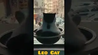 Leo royal Cat#short #cat #cuteanimal #leo #zodiac