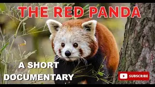 THE RED PANDA : A SHORT DOCUMENTARY