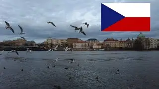 Replying hundrets of emails - Pigeon Postal mail service - Czechia rumor