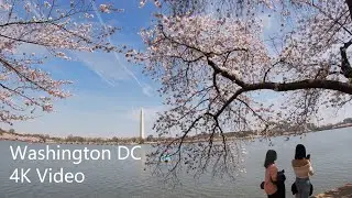 Washington DC Cherry Blossom 🌸 Festival April 2019 4K
