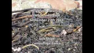 Jack Snipe camouflage dance, Helgoland, 27 September 2013