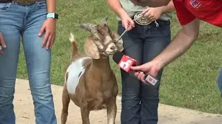 Opinionated goat doesn't like Chief Meteorologist Scott Connell's forecast