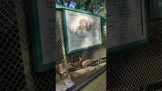Bhartiye Ajgar in Indroda Nature Park Gandhinagar.....#Snake #Ajgar #zoo #Python