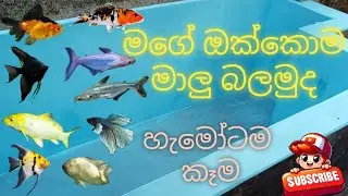 මාලු සේරටම කෑම දෙමු 🫠🫠#aquavibeslk