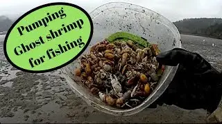 How to pump sand shrimp/ghost shrimp. Fishing Tillamook Bay