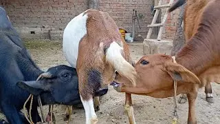 Goat funny vlog feeding animals routine | Village cow milking video | Nikka haji