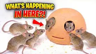 CAT TV - REAL Mouse for Cats to Watch - Cat GAMES Videos for Cats to Watch