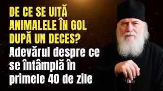 De ce se uită animalele în gol după un deces? Adevărul despre ce se întâmplă în primele 40 de zile.