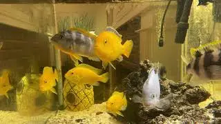 My fish Tanks 2.