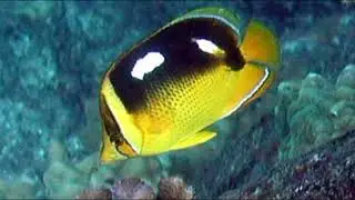 Facts: The Fourspot Butterflyfish