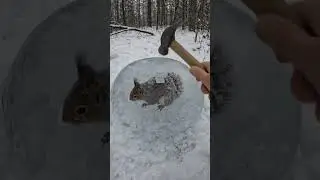 Парень спас белку которая замерзла во льду