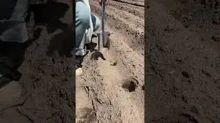 wow too amazingly and outstandingly #spring plowing agricultural #technical knowledge trending shot.