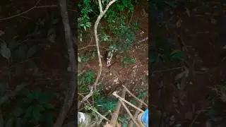 on&ccedil;a na espreita, ataca ca&ccedil;ador! #shorts