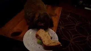 Bunny sandwich.