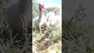 #утки #животные #здоровье #еда #природа #ферма #animals #duck #farming #organic #food #healthy #hen