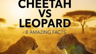 Cheetah vs Leopard | 8 Amazing Animal Facts You Didn&rsquo;t Know!