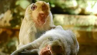 Sweetly.....Brigat monkey grooming for old monkey,Smalll Monkey House