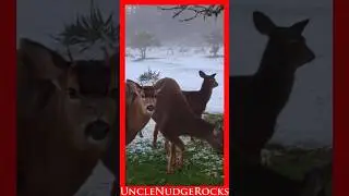 BONUS: SpiderCat, Deer + Snow!!! #rockhounding #cat #deer #cats #spidercat #unclenudgerocks
