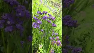 Purple flower in the park