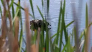 American Coot Call - Bozeman, MT