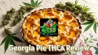Georgia Pie THCA Review - TSB - THCA Small Buds - Chief Freedom's Hemp Reviews