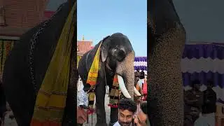  കടങ്ങോട് കൈക്കുളങ്ങര നിറമാലക്ക് വന്ന്‌ ഇറങ്ങുന്ന ചിറക്കൽ കാളിദാസൻ #chirakkalkalidhasan