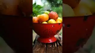 Amazing #rain fall #sweet fruits #shorts #video