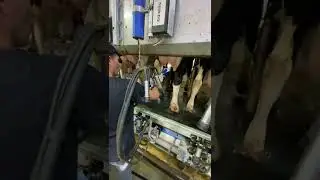 Perie curatare mameloane Northern Sanicleanse  - Video 7