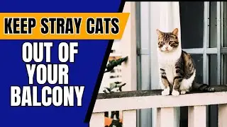 How to Keep Stray Cats Away From the Balcony