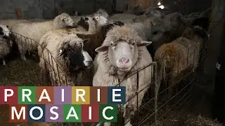 Poetry Out Loud winner, sheep shearing, history museum, singer Nicole Jasperse | Prairie Mosaic