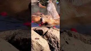 Meet the Capybara - The World's Largest Rodent!