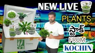 UNBOXING NEW DRY STOCK || AND LIVE PLANTS ☘️ FROM || SREEPADMA AQUA FLORA